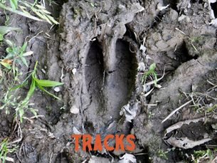 Trail Signs & Tail Signs: How Real Fellers Track Their Next Trophy