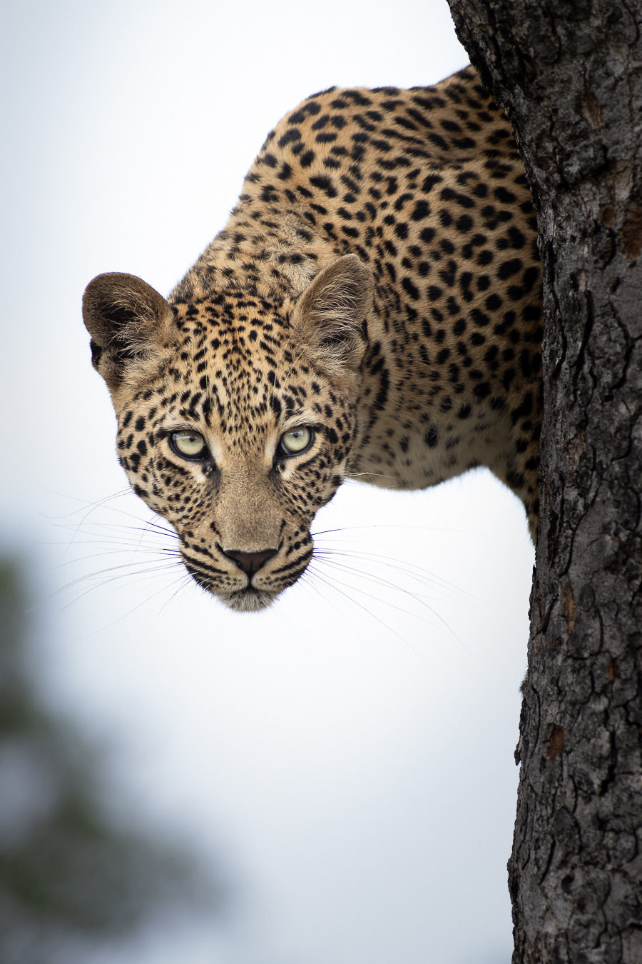 Guide to Ethical Travel in South Africa: Embracing the Heart of the Wild