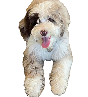parti sheepadoodle_edited.png