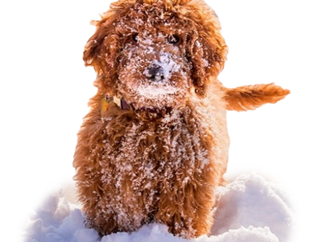 Snow Safety Tips: A Guide for Pet-Care