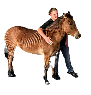 Joe the zebroid bonding with an Amazing young man