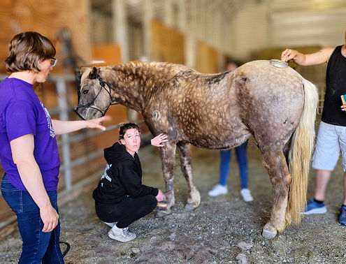 Horse grooming workshop attendees learning anatomy from Aurora the instructor