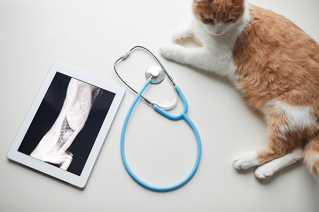 x-ray-of-cat-2025-02-11-18-45-37-utc.jpg
