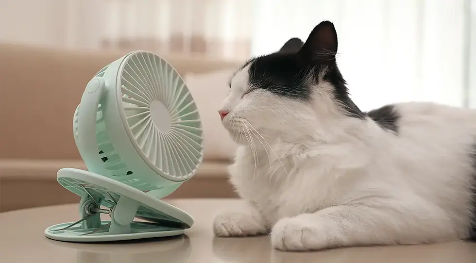 coup de chaleur chat, canicule chat, chat chaleur urgence, hyperthermie chat, chat respire bouche ouverte, chat chaleur symptômes, chat dans voiture chaud, température chat dangereuse, chat gencives rouges chaleur, chat salive chaleur, refroidir chat urgence, chat race brachycéphale chaleur, persan chaleur danger, chat coup de chaleur que faire, chat convulse chaleur, urgence vétérinaire canicule, téléconsultation vétérinaire urgence, téléconseil vétérinaire, vétérinaire à domicile urgence, Televet, chat vomit chaleur, chat prostré chaleur, prévention coup de chaleur chat, chat appartement canicule, chat balcon été danger, chat coussinets brûlés, chat chaleur premiers secours, douche chat chaleur, chat chaleur mortalité, chat âgé chaleur risque