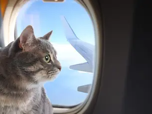 voyager avec un chat, transport chat, chat stress voyage, cage transport chat, conseils vétérinaire chat, téléconsultation vétérinaire, téléconseil vétérinaire, télémédecine vétérinaire, vétérinaire à domicile, Televet, préparer chat voyage, avion chat, train chat, voiture chat, passeport européen chat, santé chat voyage, chat anxieux, phéromones chat, sécurité chat voiture, alimentation chat voyage, eau chat voyage, vétérinaire en ligne, certificat santé chat, maladie chat voyage, conseils voyage animaux, voyage international chat, transporter chat sereinement, vaccins chat voyage, puce électronique chat