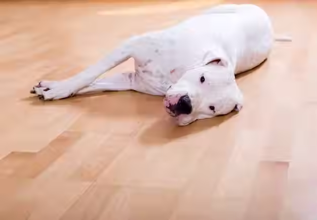 chien convulse, convulsions chien, épilepsie chien, crise épileptique chien, que faire chien convulse, premiers gestes convulsion chien, état de mal épileptique chien, chien convulse que faire, épilepsie idiopathique chien, crise convulsive chien durée, chien convulse et bave, chien convulse et perd connaissance, chien convulse après repas, chien convulse nuit, chien convulse causes, téléconsultation vétérinaire urgence, téléconseil vétérinaire, vétérinaire à domicile urgence, Televet, phénobarbital chien, bromure potassium chien, races prédisposées épilepsie chien, intoxication chien convulsions, hypoglycémie chien convulsions, chien convulse première fois, suivi épilepsie chien, traitement antiépileptique chien, chien convulse bave perd urine, post-ictal chien, crise groupée chien