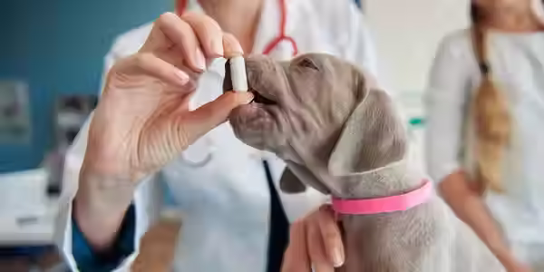vermifuger chien, fréquence vermifuge chien, parasites internes chien, ascaris chien, ankylostomes chien, ténia chien, ver du cœur chien, dirofilariose chien, santé canine, prévention parasites chien, téléconsultation vétérinaire, téléconseil vétérinaire, télémédecine vétérinaire, vétérinaire à domicile, Televet, diarrhée chien, vomissements chien, vermifuge naturel chien, vermifuge chimique chien, chiot vermifuge, chien extérieur vermifuge, hygiène canine, zoonoses chien, déparasitage régulier, calendrier vermifuge chien, protection parasite chien, consultation vétérinaire en ligne, suivi santé chien, coprophagie chien, chien et enfants