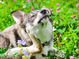 cane che si gratta, prurito cane, allergie cane, pulci cane, zecche cane, rogna cane, micosi cane, dermatite cane, cane atopico, pelle secca cane, teleconsulto veterinario, teleconsiglio veterinario, telemedicina veterinaria, veterinario a domicilio, veterinario online, consulenza veterinaria online, televet.co, trattamenti antiparassitari cane, shampoo veterinario cane, integratori pelle cane, dieta ipoallergenica cane, ansia cane, stress cane, leccamento compulsivo cane, otite cane, malattie cutanee cane, cura naturale cane, prevenzione prurito cane, salute cane, benessere animale