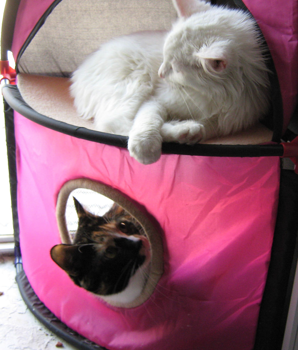 A white cat sitting on a pink corner cat cube with a tortoise shell colored cat in the bottom of the cat cube.