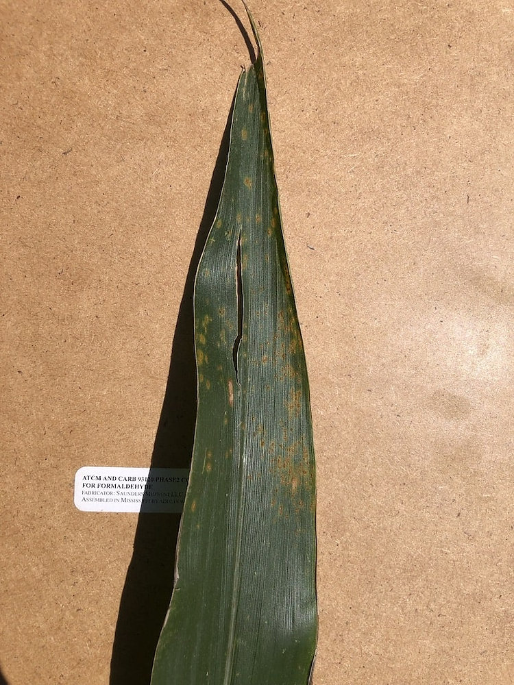 Southern rust in corn diagnosis impacts