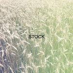 seed in a seed tender