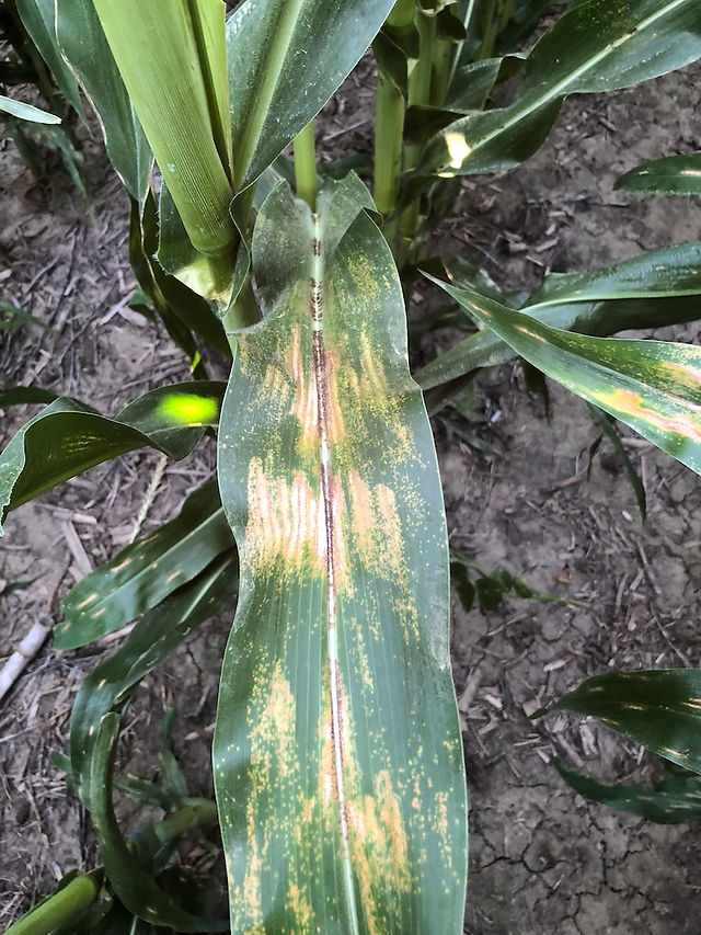 Physoderma & Common Rust