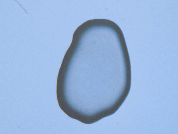 Tako Taal / Halo Nevus / NADA House / 8 May - 1 August 2021