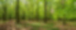 forest.jpg