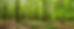 forest.jpg