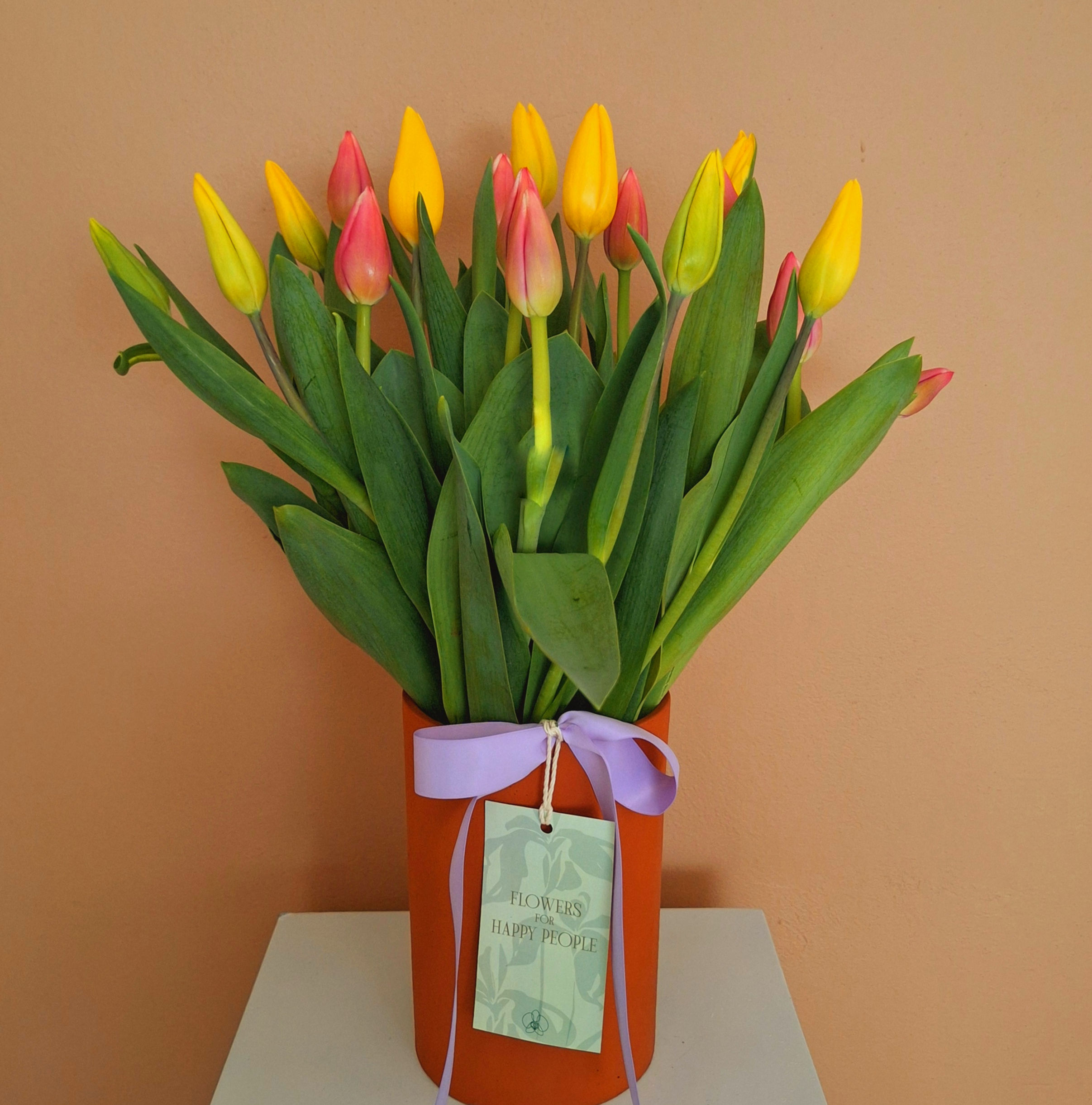 18 Tulipanes bicolor en Terracota
