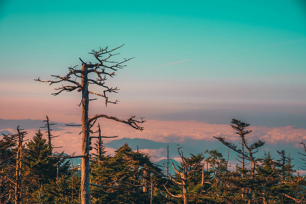 pexels-connorscottmcmanus-14297540 (1).jpg