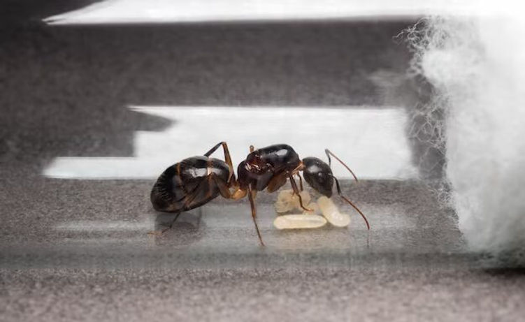 DIY Vs Professional White Ant Treatment: Pros and Cons for Singapore