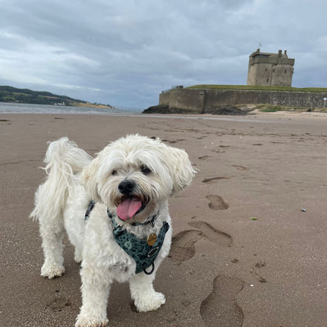 Dog walk broughty ferry