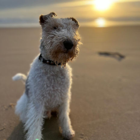 Beach dundee dog walk