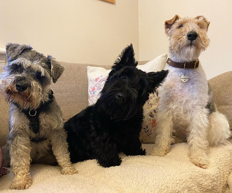 Dundee, Scotland Dog Sitting