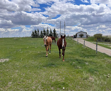 a photo of a palomino mare and chestnut mare in a beautiful green pasture under a blue sky with lots of fluffy clouds