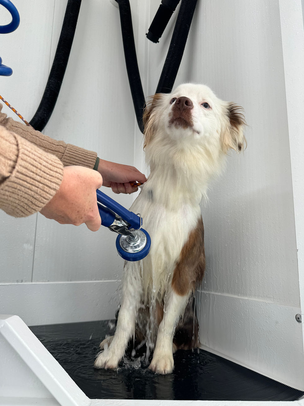 Photo of an aussie mix getting rinsed in our self service dog wash.