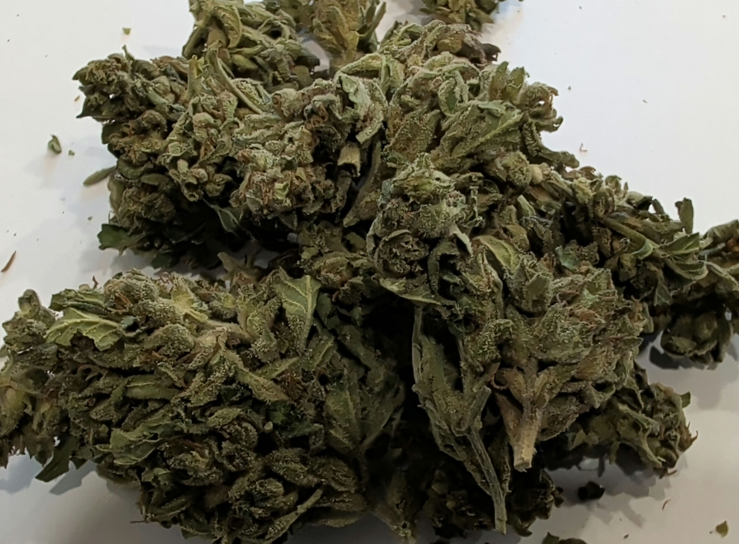 Jelly Donut oz