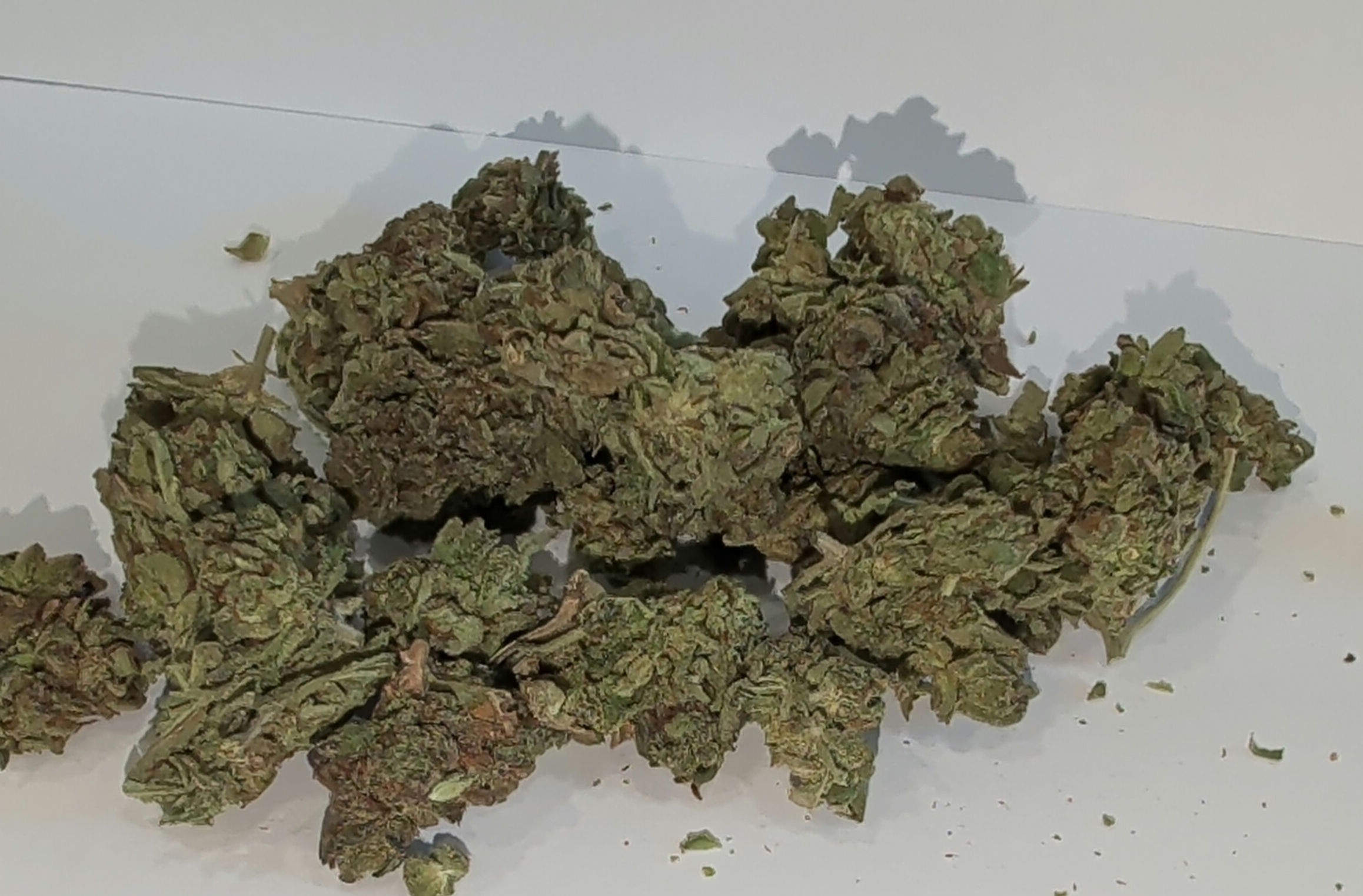 Tangie oz