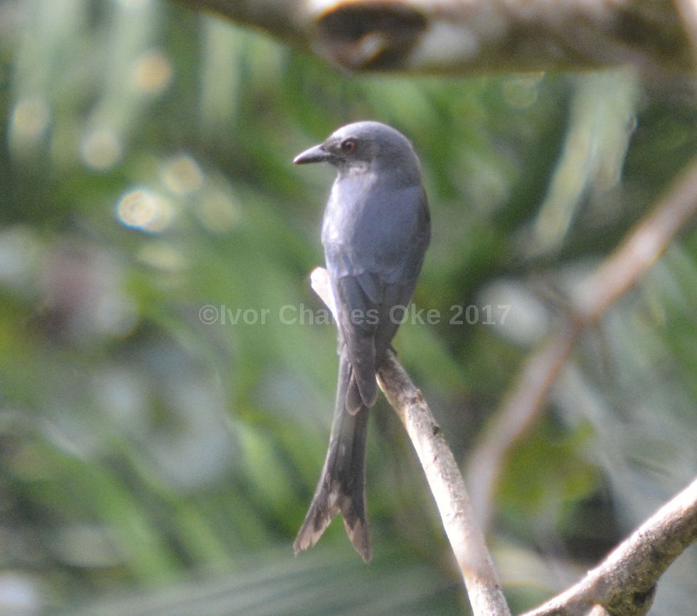 Ashy Drongo