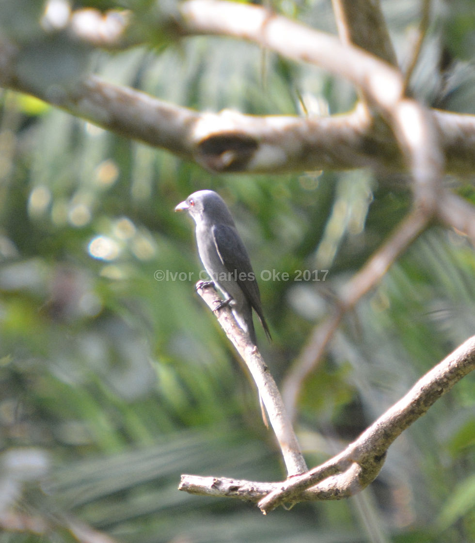 Ashy Drongo