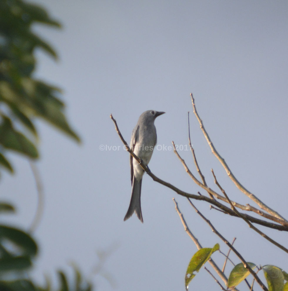 Ashy Drongo