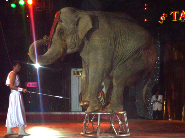Animales de circo versus etología
