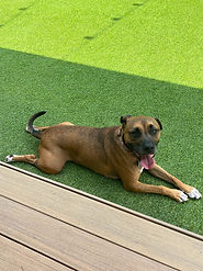 Mickey yard_edited.jpg