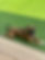 Mickey yard_edited.jpg