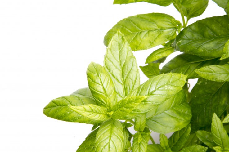 peppermint-plant-1475510385ZzT PLANT.jpg