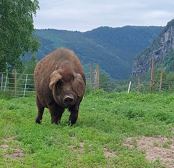 Ullgrisen Ronny på et beite med fjell i bakgrunnen