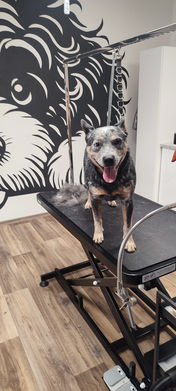 Australian Cattle Dog on a grooming table at Módní pejsek dog salon, Prague 2 – Nusle.