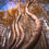 Thumbnail: Curvy aspen trees with peak fall colors at Telluride Colorado landscape photography workshop