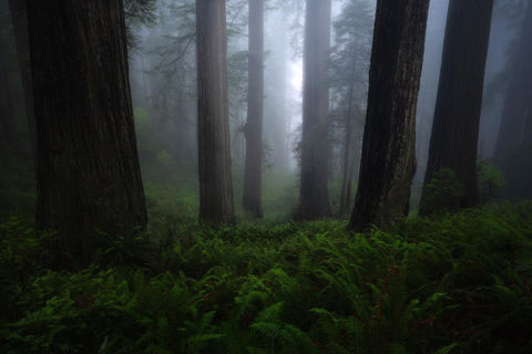 Foggy redwoods forest taken at Oregon coast photo workshop by student Ryan P.