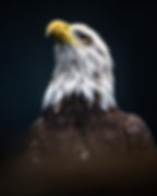 Perched bald eagle scanning its surroundings near open water during winter bald eagle photo workshop