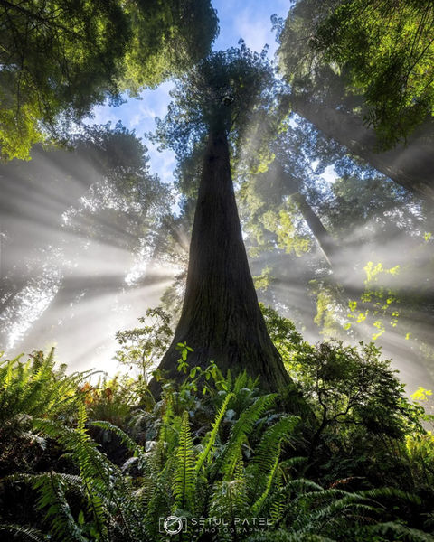 Foggy light rays redwoods taken at Oregon coast photo workshop by student Setul P.