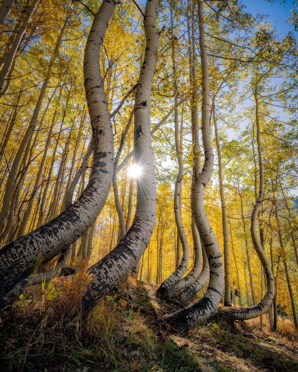 Thumbnail: Curvy aspen trees Telluride Colorado during peak fall colors at sunrise