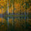Thumbnail: Reflection of fall golden aspen tree grove from Telluride  Colorado photography workshop