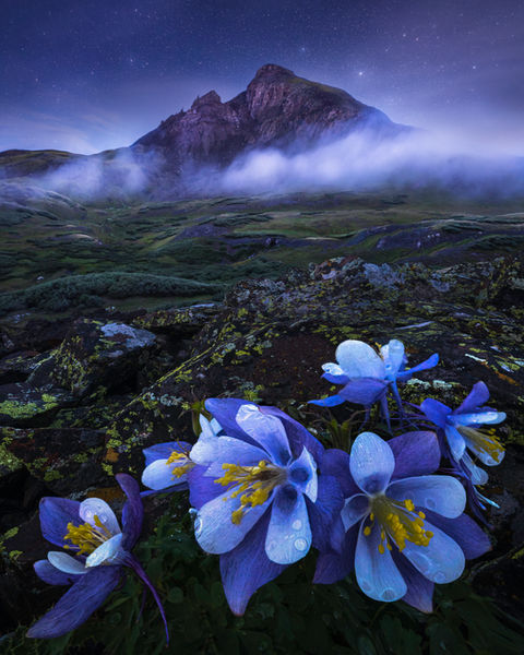 Rocky Mountains Milky Way Wildflowers Night Scene Overlanding Colorado Landscape Photography