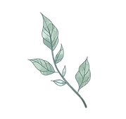 TransparentLogo.png