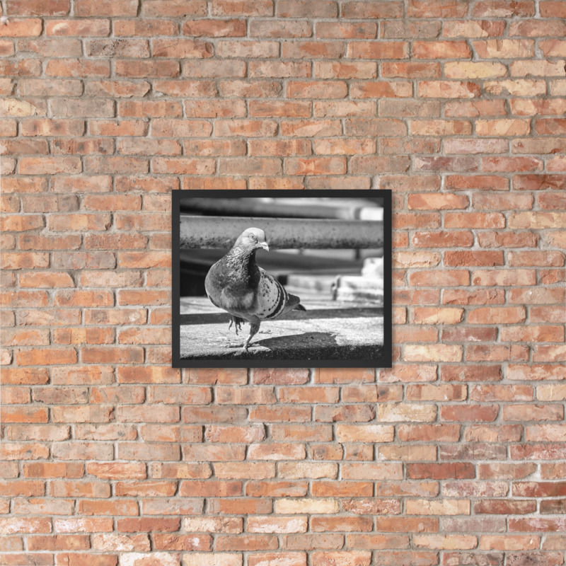 Thumbnail: "City Pigeon", 16"x20" - framed photo poster
