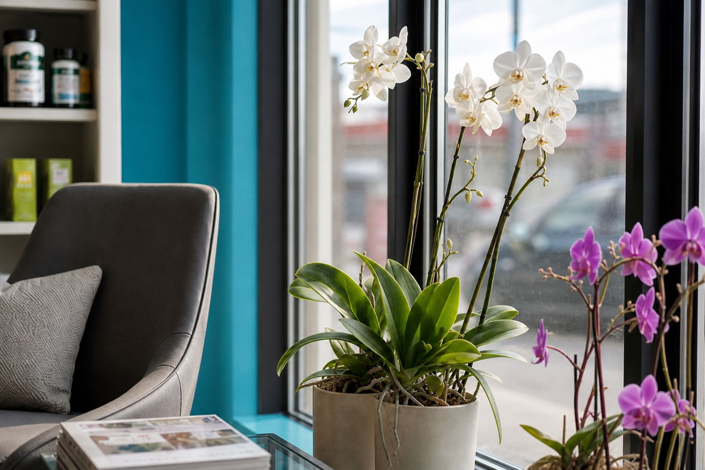 A sunlit window corner with orchids in the Murray Shore Pharmacy waiting area