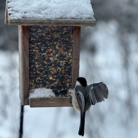 Welcome to the Four Seasons