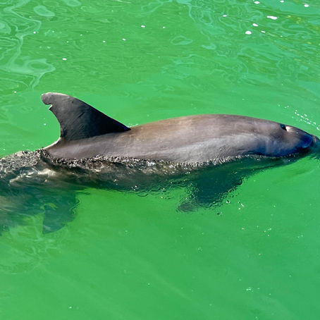 Swim with the Dolphins